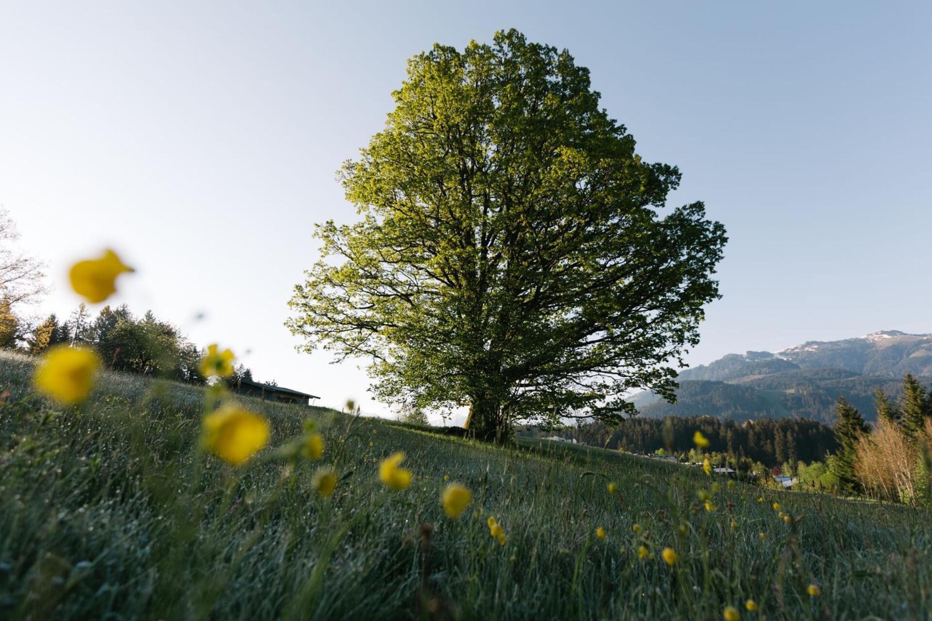 Dorfresort Kitzbuehel By Alps Resorts Reith bei Kitzbühel Eksteriør billede